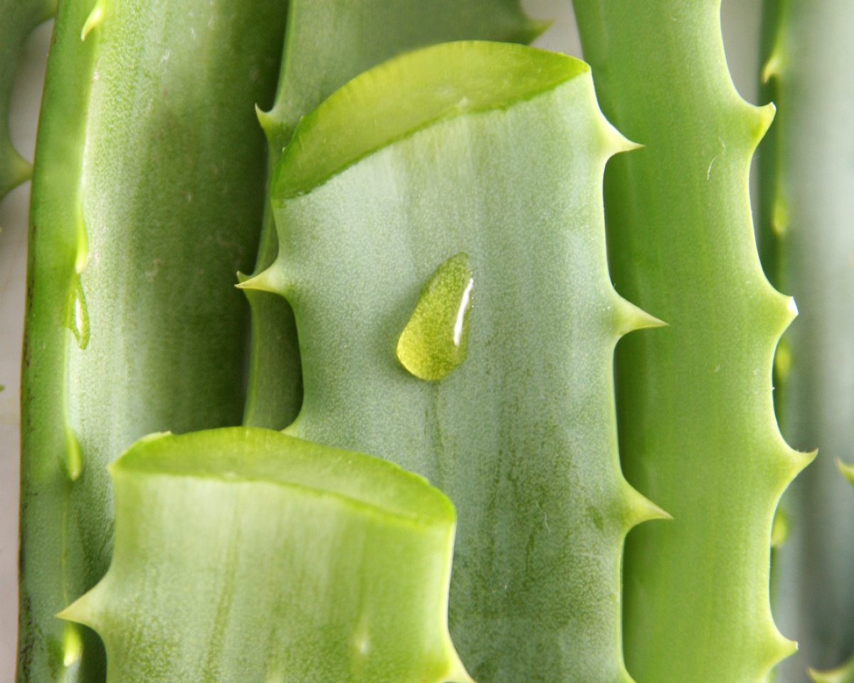 Aloe vera – prečo ju miluje vaša pleť