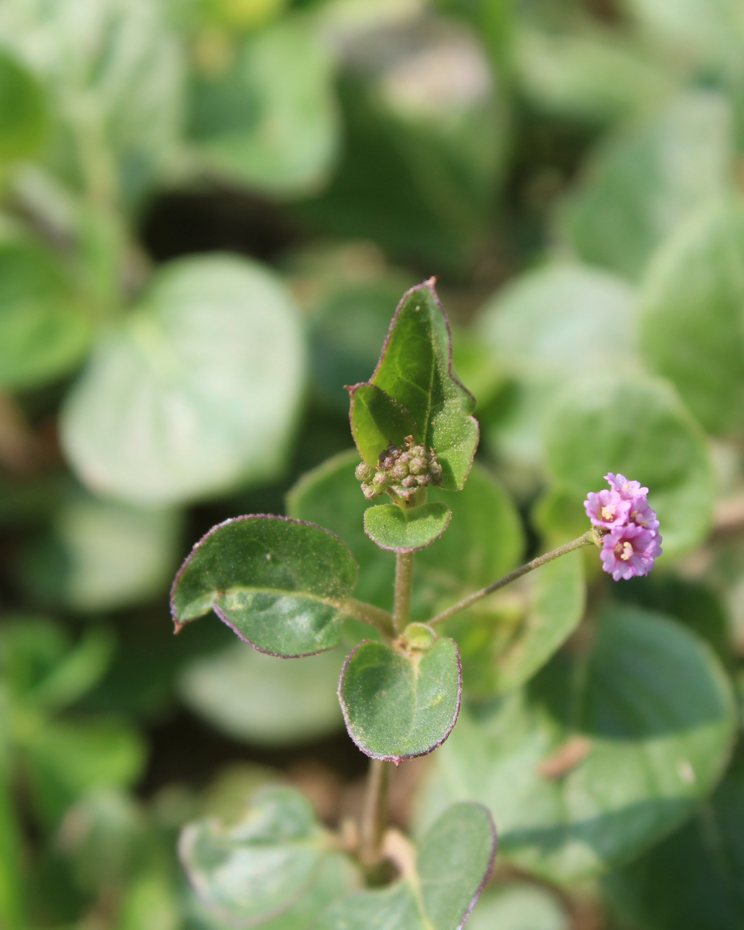 Rastlina Boerhaavia diffusa – prírodná účinná látka na zjednotenie tónu pleti a pigmentácie