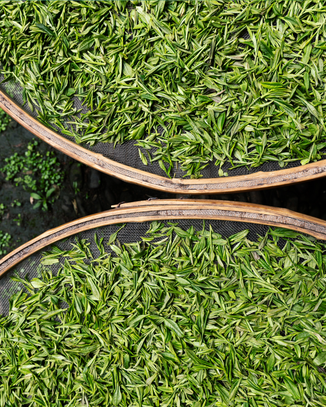 Detailná fotografia čerstvých, ručne zbieraných lístkov zeleného čaju sušiacich sa na bambusových sitách pred extrakciou. 